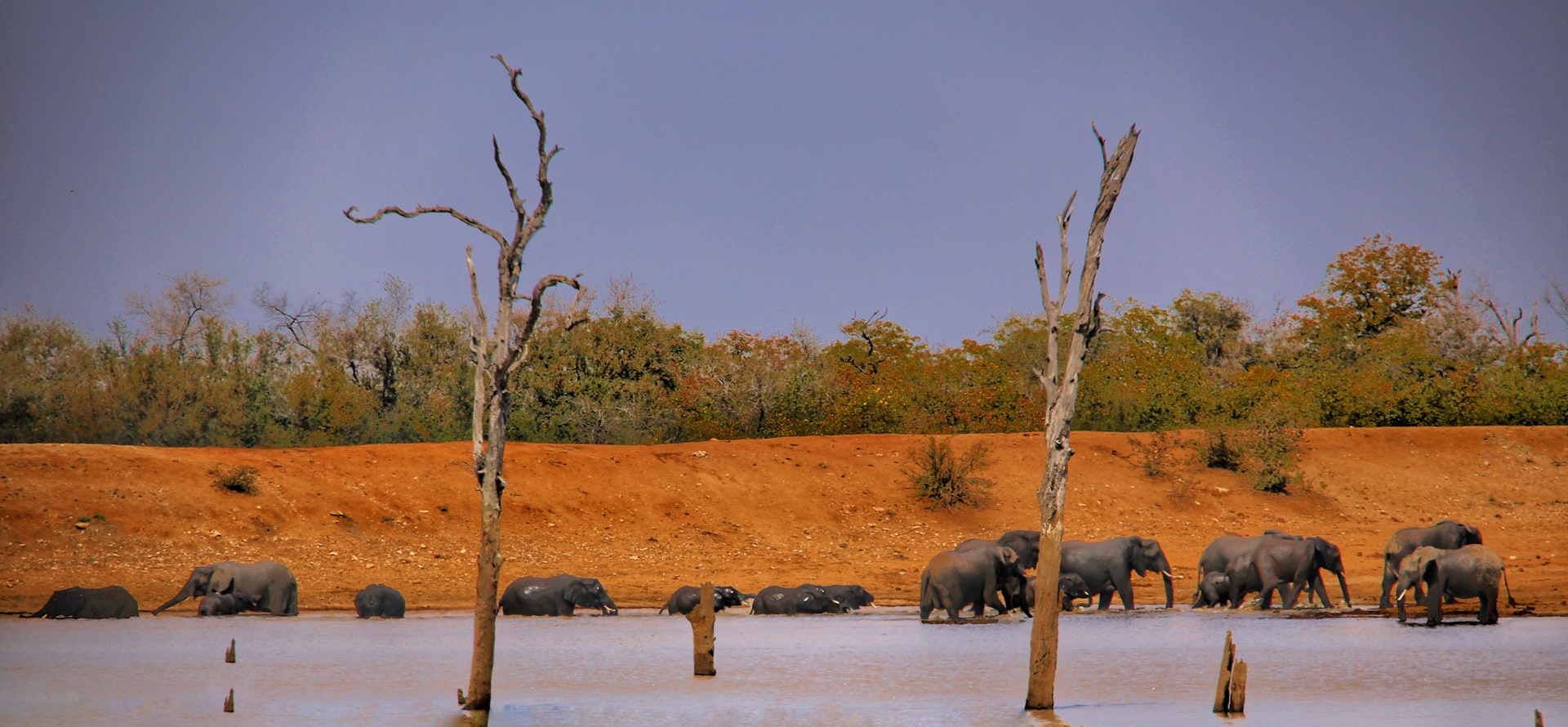 a herd of elephants standing next to a body of water